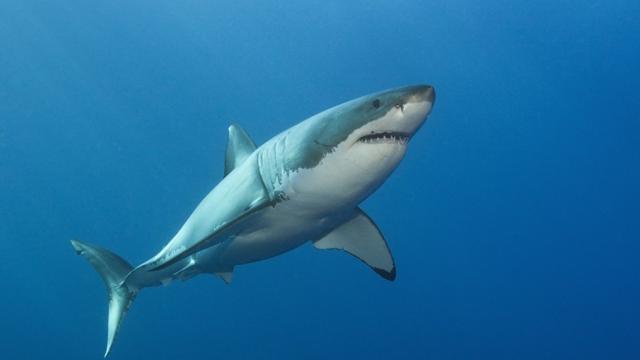 BBC One - Why Sharks Attack