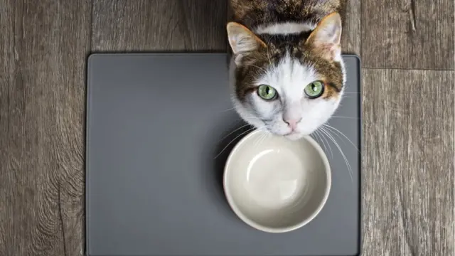 Wasu sun yi amanna maguna su na zama abin tausayi idan su na jin yunwa