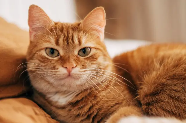 प्रातिनिधिक फोटो