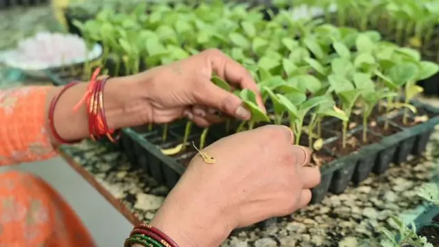 બીબીસી ગુજરાતી ખેતીવાડી પંજાબ ગ્રાફ્ટિંગ બાગાયત કૃષિ સંશોધન નર્સરી ખેડૂત