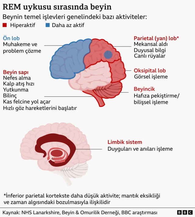 Bir grafik, REM uykusu sırasında beynin durumunu ve ana işlevleri boyunca görülen aktivite değişimlerini gösteriyor. Grafikte, muhakeme ve problem çözmeyle ilişkili olan frontal lobun daha az aktif olduğu vurgulanıyor.<p>Buna karşılık, kas felcini sağlayan ve hızlı göz hareketlerini başlatan beyin sapı; uzamsal algı, duyusal bilgi işleme ve rüya oluşumuyla ilişkilendirilen parietal lob; görsel işleme ve rüya üretimiyle bağlantılı oksipital lob; hafıza pekiştirme, bilişsel işlem ve motor kontrolle ilişkili serebellum (beyincik); ayrıca duygu ve anıların işlenmesinde rol oynayan limbik sistem REM uykusu sırasında oldukça aktif hale geliyor.
