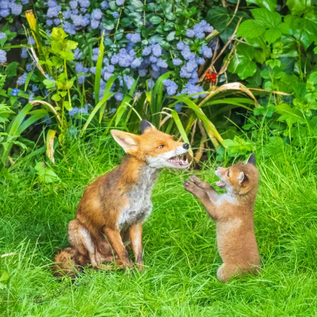 An ce Barewa da danta ta ke wasa a dawa, haka lamarin ya ke ga Dila, a wannan hoton ana iya ganin yadda Uwa da danta ke wasa