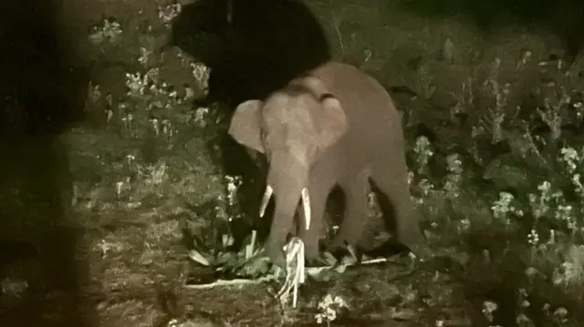 யானை-மனித மோதல், ரோலக்ஸ் யானை, கோவை யானை பிரச்னை