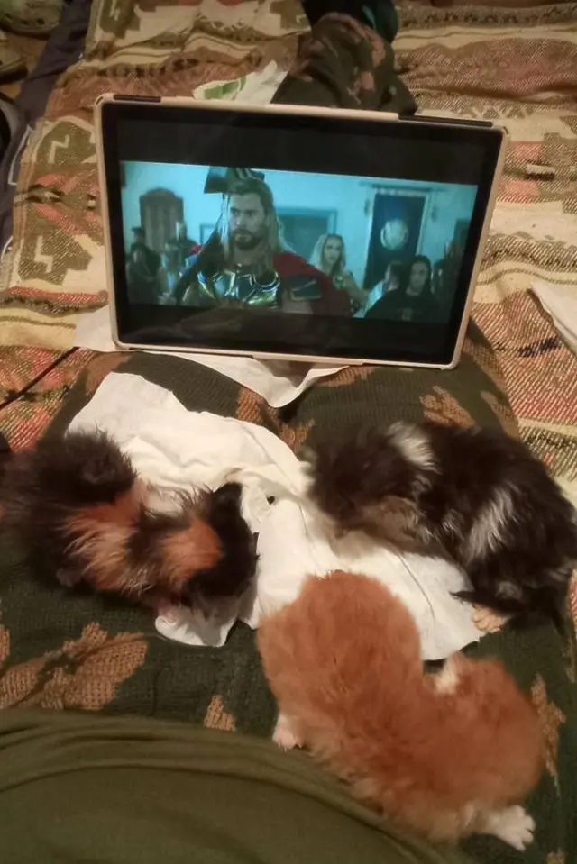 коти дивляться серіал