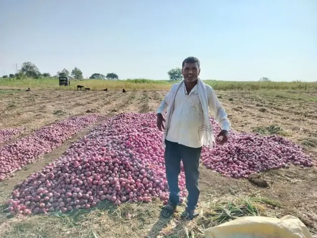 व्यापाराच्या दृष्टीने कांदा सर्वात महत्वाचं पीक आहे.