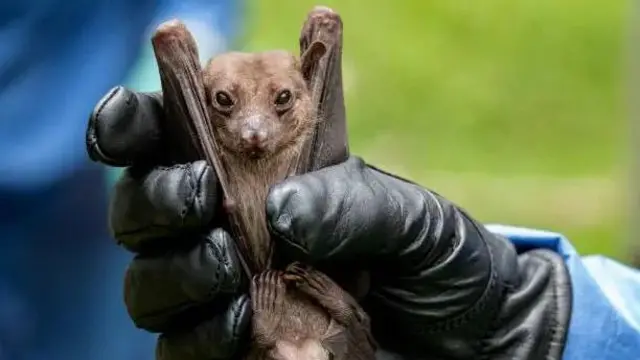 Popo wa matunda wa rousette wa Misri ndiye mbebaji mkuu wa virusi
