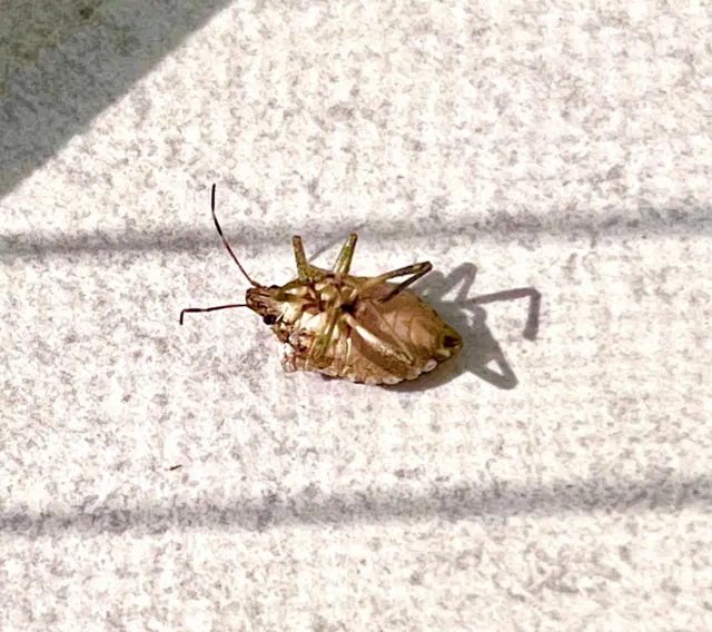 Kahverengi kokarca böceği
