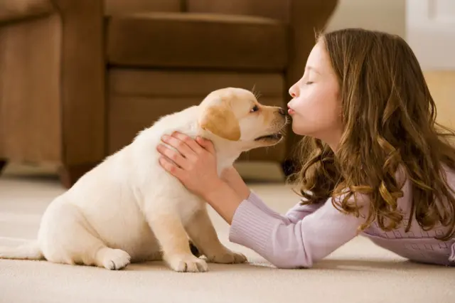 நாய்கள்