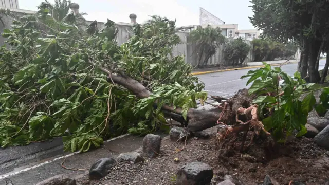 Un árbol caído en una calle de Kingston.