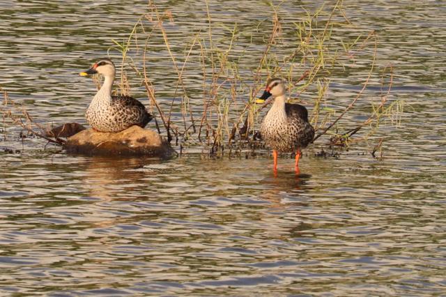 பெருங்குடி குப்பைக் கிடங்கு: பசுமைப் பூங்கா அமைப்பதால் பள்ளிக்கரணைக்கு பேரழிவா? மக்கள் எதிர்ப்பது ஏன்?