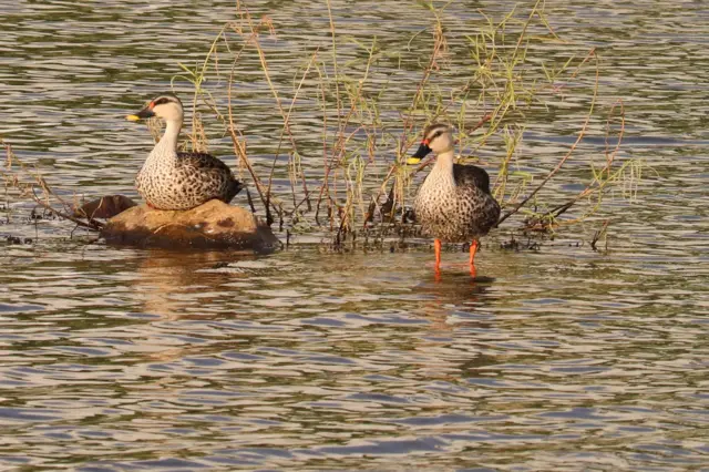 பெருங்குடி குப்பைக் கிடங்கு: பசுமைப் பூங்கா அமைப்பதால் பள்ளிக்கரணைக்கு பேரழிவா? மக்கள் எதிர்ப்பது ஏன்?