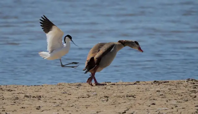 aves que parecem estar brincando 