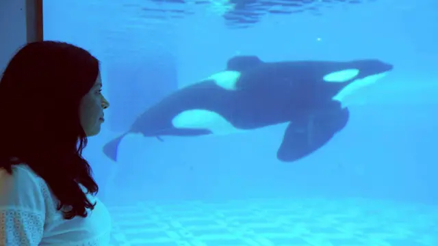 Лиз Боннин смотрит на кита-убийцу (косатку) в аквариуме в Seaworld, Орландо