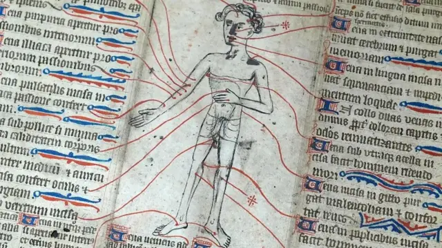 Des étiquettes précisent quelles maladies peuvent être soulagées par des saignements provenant de quelles veines dans un manuscrit du 14e siècle exposé à la bibliothèque de l'Université de Cambridge