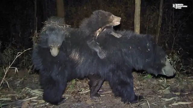மேற்கு தொடர்ச்சி மலைத்தொடர் சந்திக்கும் அதீத பிரச்னைகள் : மனித குறுக்கீடு அறிய இனங்களை அழிவுக்கு கொண்டு செல்லுமா? 