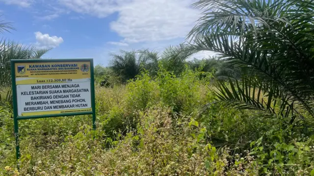 Sebagian kawasan Konservasi SM Bakiriang menjadi lahan perkebunan sawit.