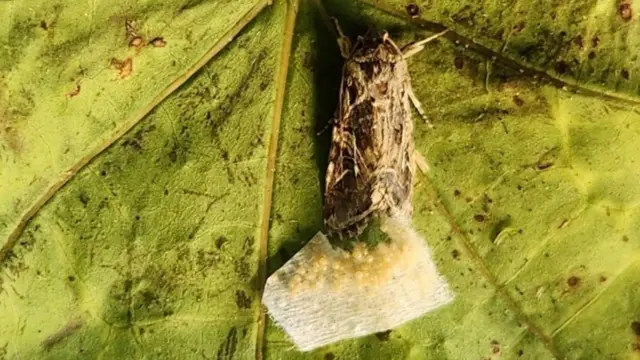 தாவரங்களுடன் விலங்குகள் உரையாடுமா?