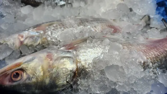 বরফে রাখা ইলিশ মাছ
