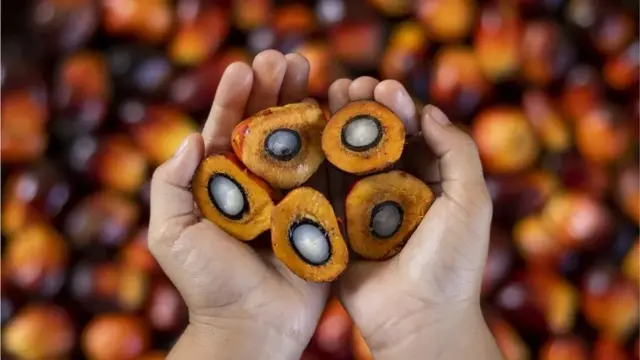 பன்றிக் கொழுப்பு விமான எரிபொருள்