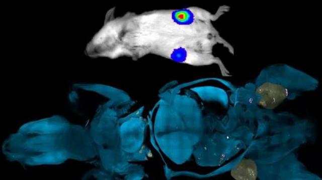 Dois examesapostas feitasimagensapostas feitascobaias