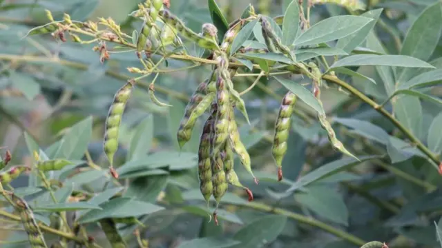 તુવેર દાળ મોંધી