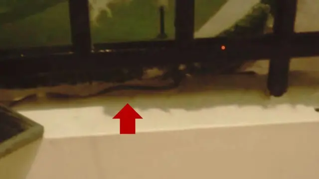 नोएडा की बिल्डिंग में सांप की तस्वीर.