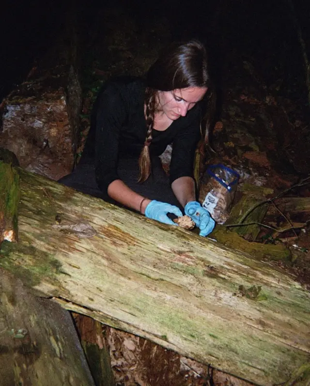 Mulher usando luvas azuis coleta material para análise sobre tronco caído