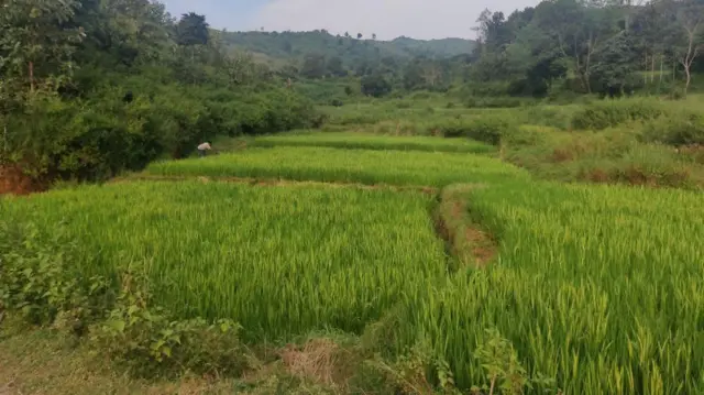 వరి పంట