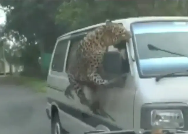 చిరుతపులి దాడి