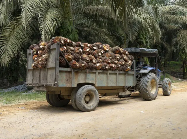 Ọkọ kan n ko idi ẹyin loko ọpẹ