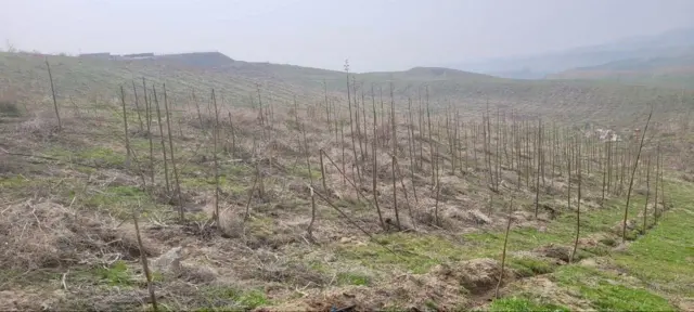 Отабек Нуритдинов ўрмони