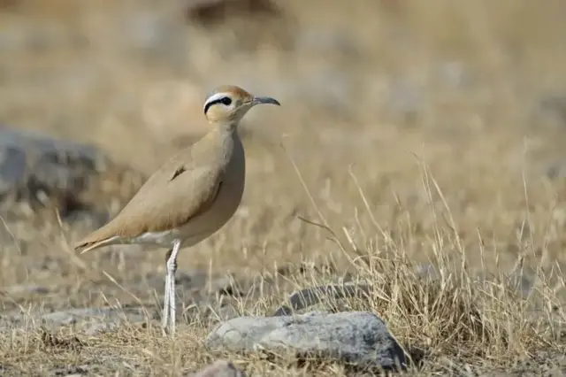 கலிவிக்கோடி, ஆந்திரா