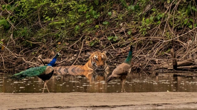 Harimau nepal di dalam hutan