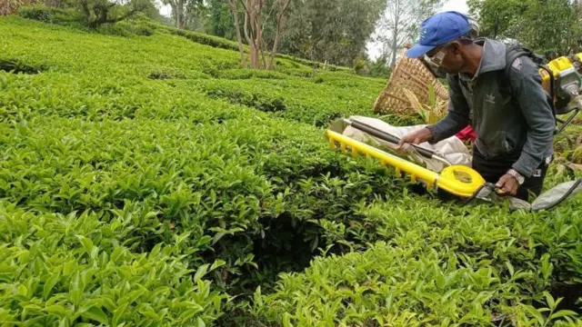 इलामको चियावारीमा उपकरण गरेर मुना टिप्दै एक कामदार