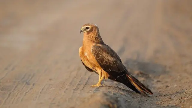 ખેડૂતોના મિત્રો એવાં આ પાંચ શિકારી પક્ષીઓની વસ્તી કેમ ઘટી રહી છે?