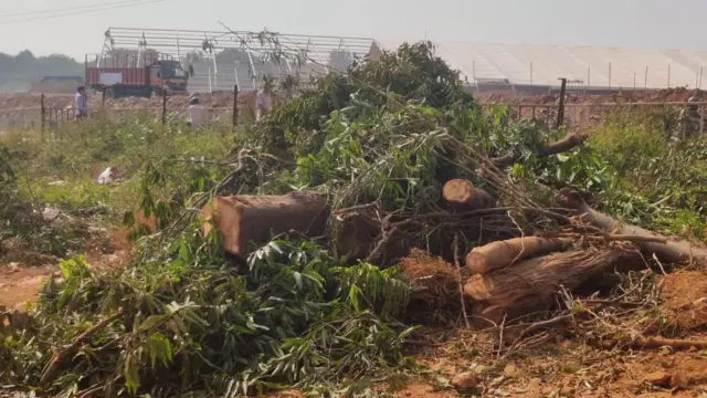 నరికివేసిన చెట్లు