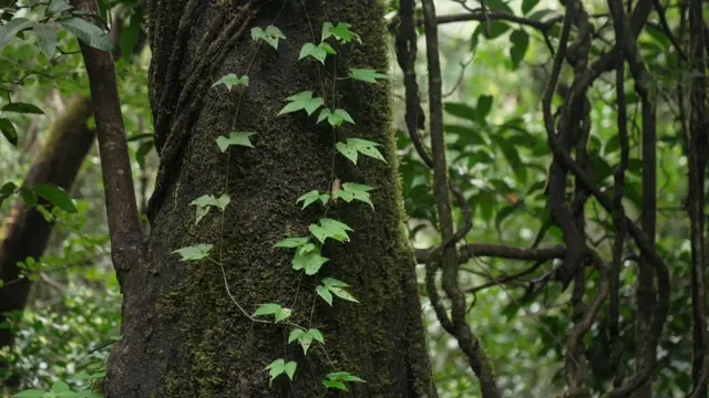 कर्नाटक, केरळ, तामिळनाडू, आंध्र प्रदेश या दक्षिणेकडच्या राज्यात देवराया विपुल संख्येनं आहेत.