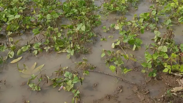 စစ်ကိုင်း ရေမြုပ်