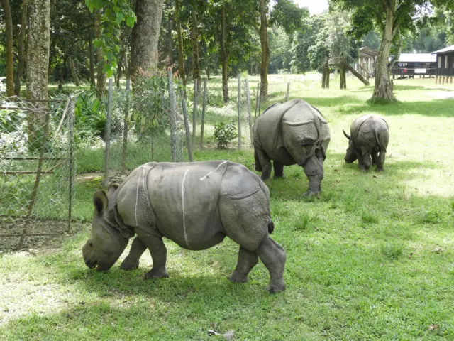 चितवनमा गैँडा