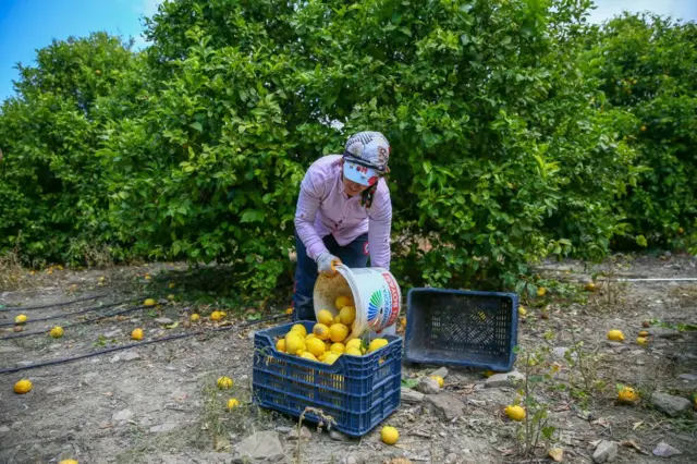 Bir kadın limonları sepete döküyor