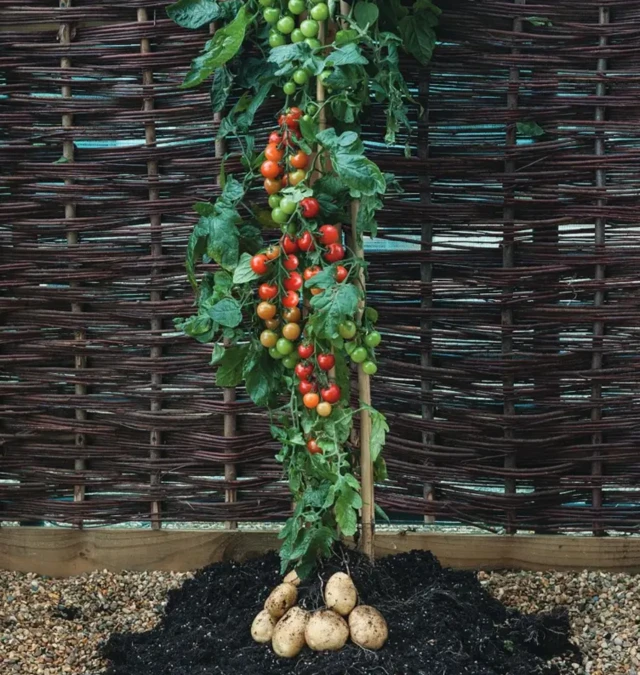一根藤條支撐著一株長長的番茄植株,地上長著番茄果實,下面長著馬鈴薯塊莖