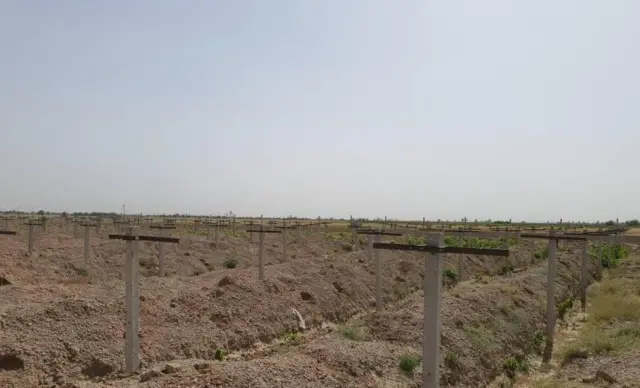 کندهار کې انګور