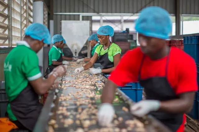 Des ouvriers africains de l'entreprise de transformation de noix de cajou MIM trient des noix de cajou sur un tapis roulant le 7 septembre 2016 à Mim, au Ghana.
