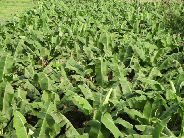 केराबारी 