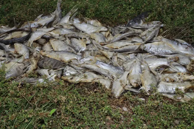 చనిపోయిన చేపలు