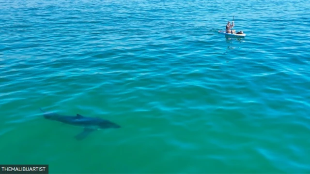 A great white shark near a person in a canoe
