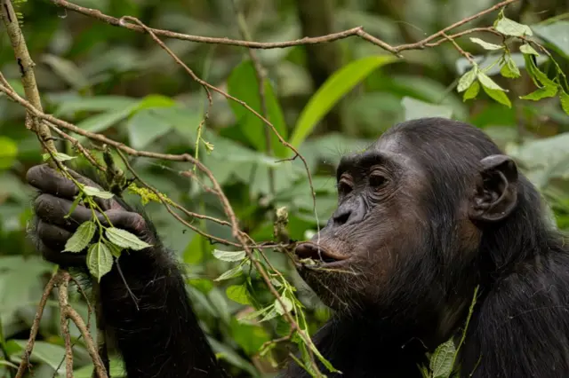 చింపాంజీలు, ఉగాండా