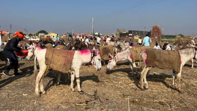 माळेगावच्या यात्रेत गाढवांची किंमत 20 हजारांपासून 60 हजारांपर्यंत असते.