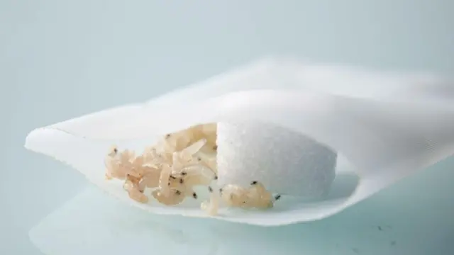 Les larves restent à l'intérieur d'une poche poreuse, semblable à un sachet de thé, qui est placée sur les plaies