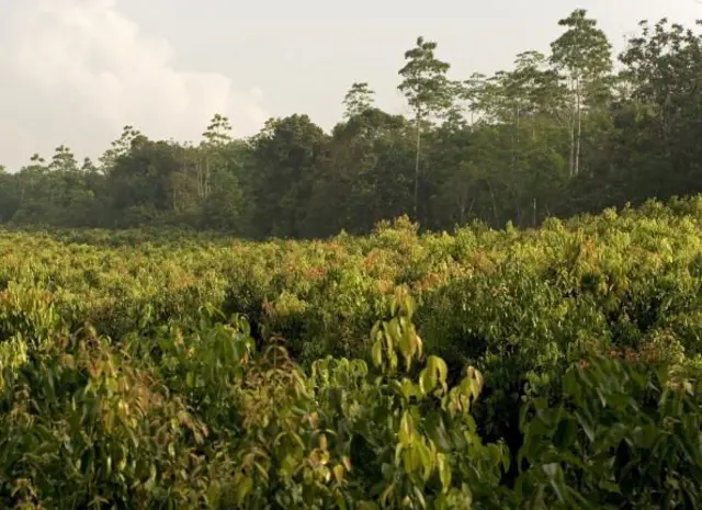 ඉන්දියාවේ කුරුඳු හා ලංකාවේ කුරුඳු බැලු බැල්මට එක හා සමාන මුත් ජාන තාක්ෂණයේ දී එහි වෙනස්කම් හඳුනාගැනීමට හැකි වු බව මහාචාර්ය ප්‍රදීපා බණ්ඩාරනායක බීබීසී සිංහල වෙත පැවසුවාය.